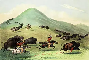 Buffaloes: Native American Indian Buffalo Hunt
