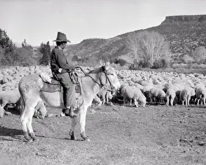 Alamos: Native American Indian Man Shepherd Riding on