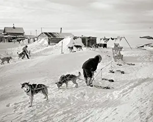 Alaskan: Native American Indian Men Hitching Up Malamute