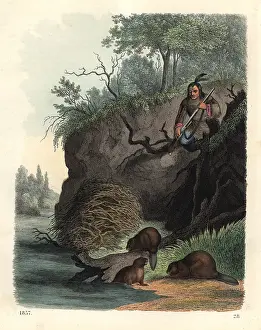 Beavers: Native American man watching beavers, Castor