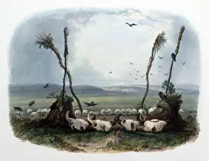 Bodmer: Native American Mandan Indian Offering, Bison Hunt