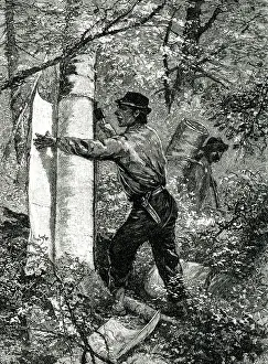 Canoe: Native American taking tree bark for canoe making
