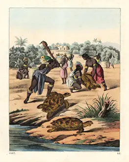 Clubbing: Native Americans hunting the loggerhead sea