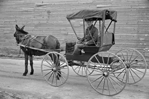 Buggy: Native and buggy, Hoffman, North Carolina