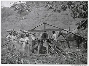 Crush: Native Cane Mill, Jamaica