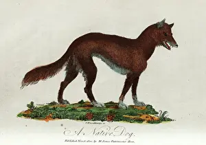 The Kings College Archives And Special Collections: A native dog