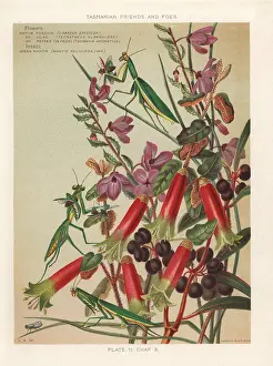 Fuchsia: Native fuchsia, lilac and pepper