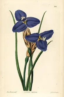 Shrubbery: Native iris, Patersonia occidentalis