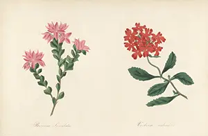 Volume 1: Native rose and Peruvian mock vervain