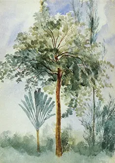 Coconut: Native Trees and a Coconut Palm