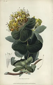 Lonicera: Native yellow honeysuckle, Lonicera flava