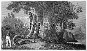 Skinning: Natives skinning a snake, Surinam