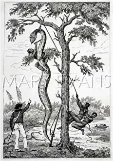 Constrictor: Natives stringing up a Boa Constrictor