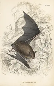 Reddish: Natterer's bat, Myotis nattereri