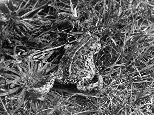 Toads: NATTERJACK TOAD