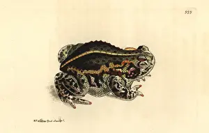 Calamita: Natterjack toad, Epidalea calamita