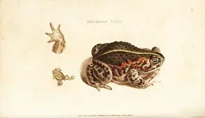 Rana: Natterjack toad, Epidalea calamita