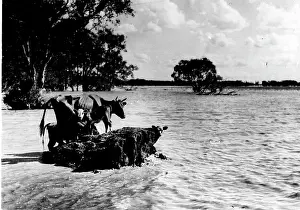 Inundated: NATURAL DISASTERS - 1953 Floods