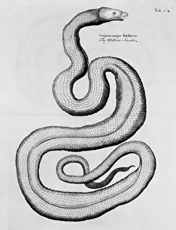 Anguilliform: A Natural History of Jamaica