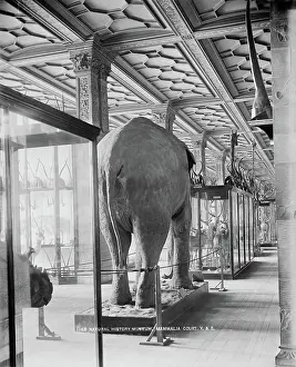 1870 1900: Natural History Museum