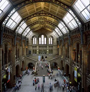 Sauropoda: The Natural History Museum