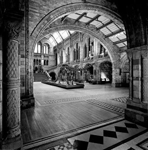 Sauropoda: The Natural History Museum, London