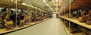 Storeroom: Natural History Museum Storeroom
