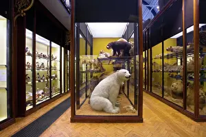 Ursidae: The Natural History Museum at Tring