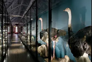 1868 1937: The Natural History Museum at Tring