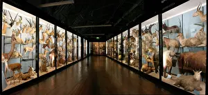 Cervidae: The Natural History Museum at Tring