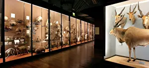 1868 1937: The Natural History Museum at Tring