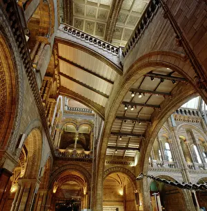Knapp: The Natural History Museum's Central Hall