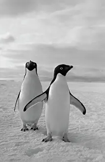 Adelie: Nature of Antarctica