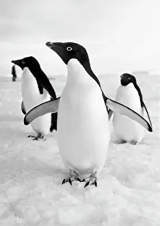 Adelie: Nature of Antarctica
