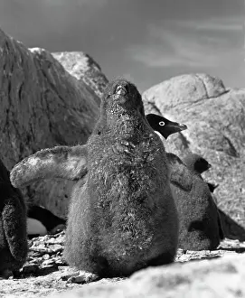 Adelie: Nature of Antarctica