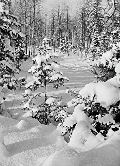 Identified: Nature of Perm oblast