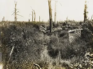 Desolation: Nature recovers 1917