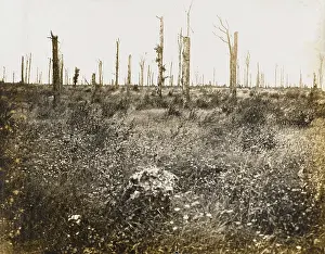 Desolation: Nature recovers 1917