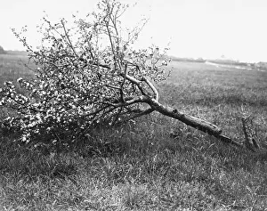 Desolation: Nature recovers 1917