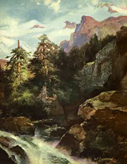 Pines: Nature's Splendor