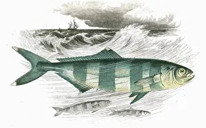 The Sharp Illustration Collection: Naucrates ductor, or Pilot Fish