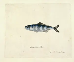 Carangidae: Naucrates ductor, pilotfish