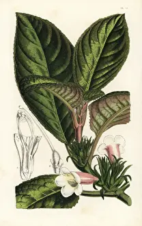 Picta: Nautilocalyx pictus