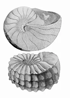 Elegans: Nautilus and Ammonite