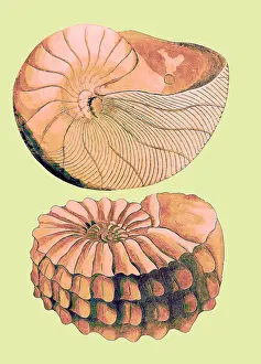 Elegans: Nautilus and Ammonite
