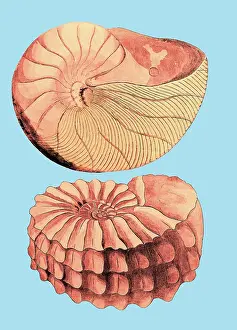Elegans: Nautilus and Ammonite