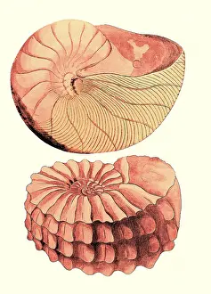 Elegans: Nautilus and Ammonite