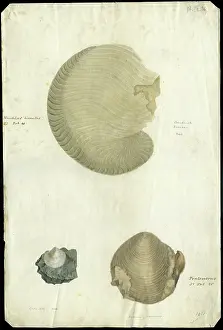 Greenough: Nautilus and bivalves