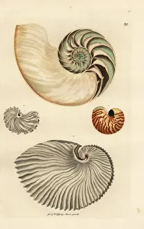 Argo: Nautilus, Nautilus pompilius, and greater