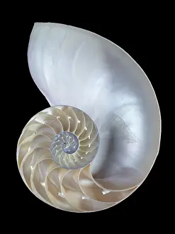 Nautilus: Nautilus pompilius, common nautilus